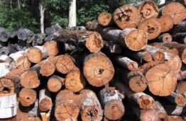 Lithuanian Foresters and KTU Scientists Against Timber Thieves