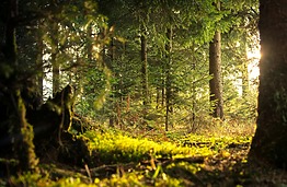 KTU scientists develop advanced forest monitoring systems: will forests monitor themselves in the future?